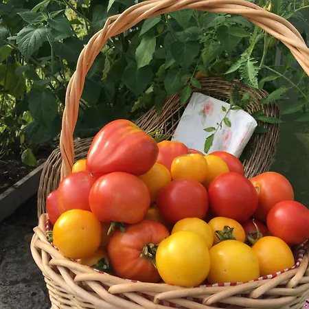 בית הארחה Harmoonikum 4*