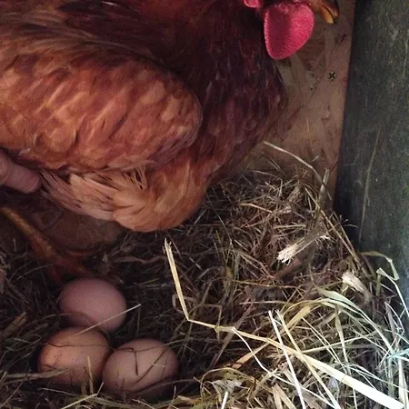 Harmoonikum וימסי