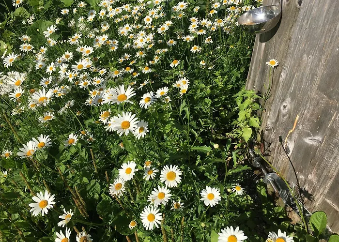 Guest house Harmoonikum 4*